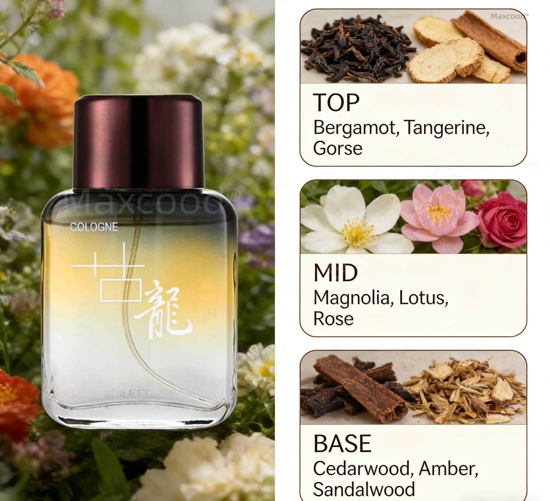 Maxcood A Citrus Men Cologne P - Perfume The Fragrance 리뷰 및 가격